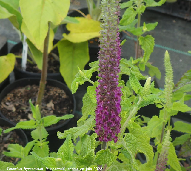 Teucrium hyrcanicum