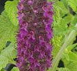 Teucrium hyrcanicum