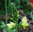 Thermopsis chinensis