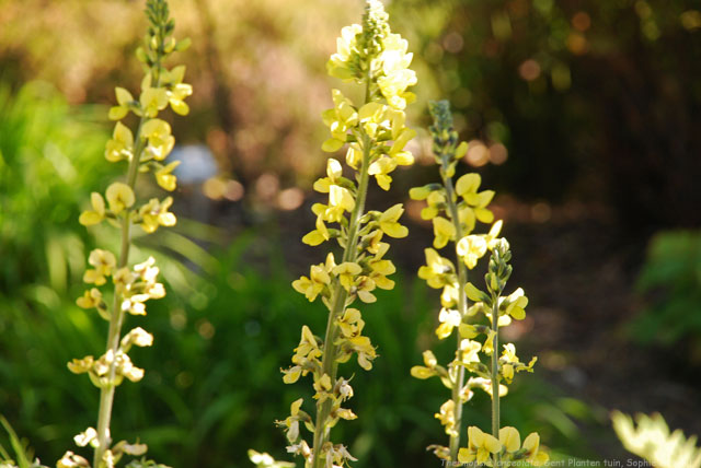 Thermopsis lanceolata