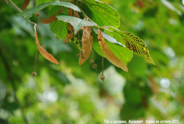 Tilia x europaea