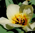Tulipa 'Albion Star'