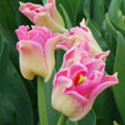 Tulipa 'Crown of Dynasty'