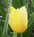 Tulipa 'Duc van Tol Primrose'