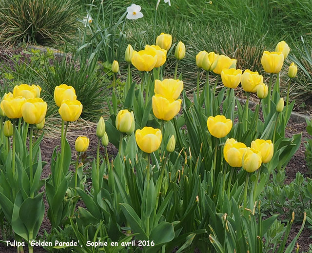 Tulipa 'Golden Parade'