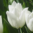 Tulipa 'Hakuun'