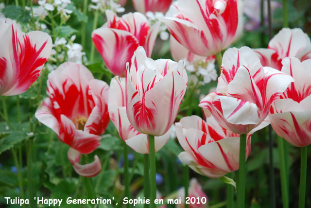 Tulipa 'Generation'