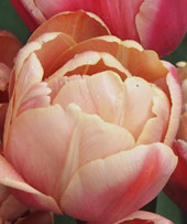 Tulipa 'Belle Epoque'
