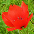 Tulipa linifolia Batalinii Group 'Red Hunter'