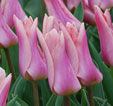 Tulipa 'Neper'