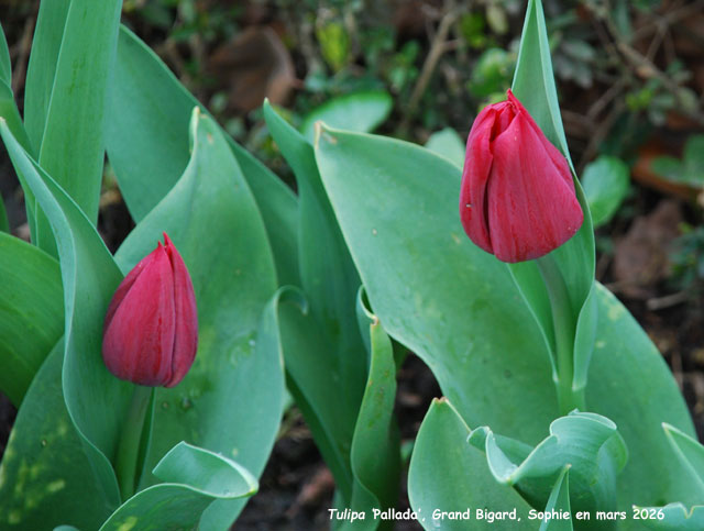 Tulipa 'Pallada'