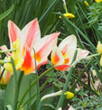 Tulipa 'Quebec'