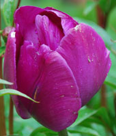 Tulipa 'Recreado'