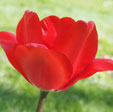 Tulipa 'Red Impression'