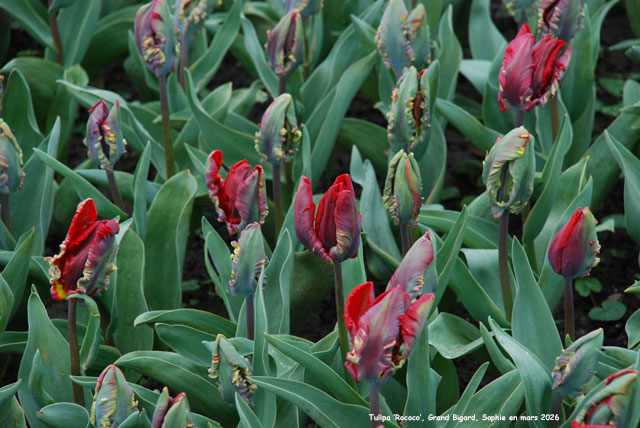 Tulipa 'Rococo'
