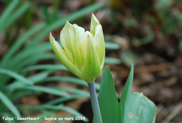 Tulipa 'Sweetheart'