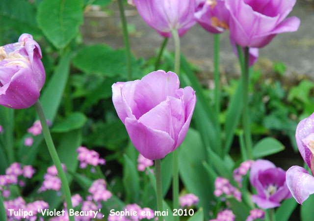 Tulipa 'Violet Beauty' 