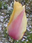 Tulipa 'Blushing Beauty'