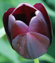 Tulipa 'Queen of The Night'