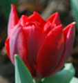 Tulipa 'Red Princess'