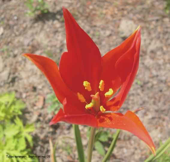 Tulipa sprengeri