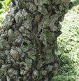 Ulmus parviflora 'Sagei'