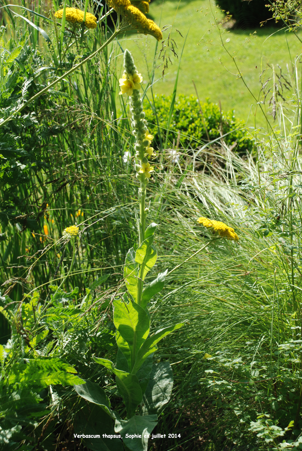 Verbascum thapsus