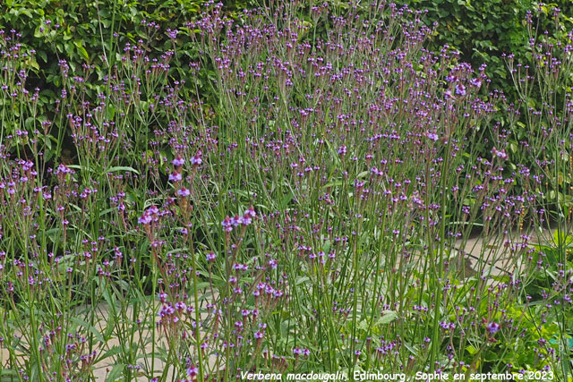 Verbena macdougalii 'Lavender Spire'