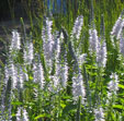Veronica spicata 'Anne'