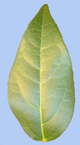 Viburnum tinus