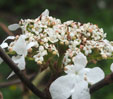 Viburnum furcatum