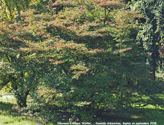 Viburnum x hillieri 'Winton'