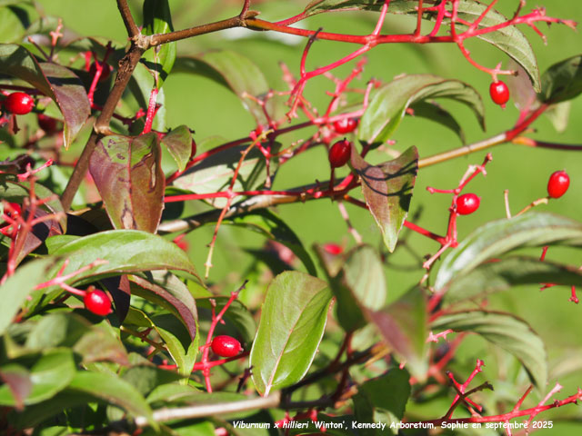 Viburnum x hillieri 'Winton'