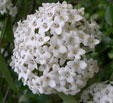 Viburnum x burkwoodii