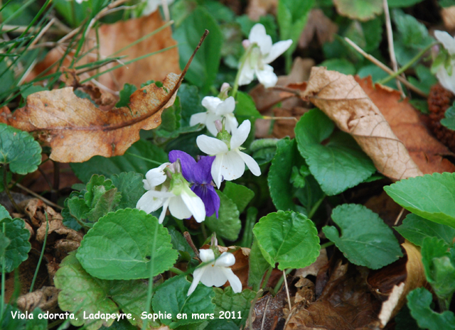 Viola odorata f. albiflora