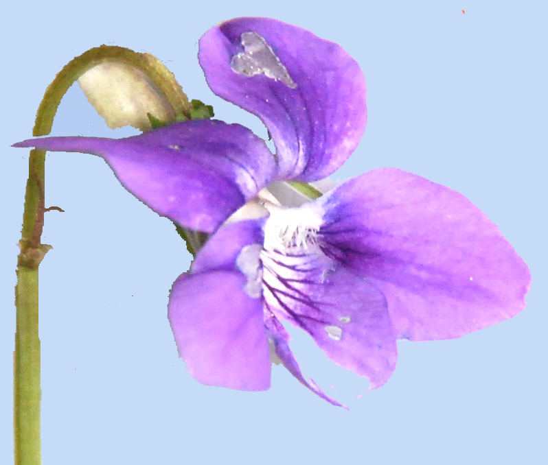 Viola riviniana