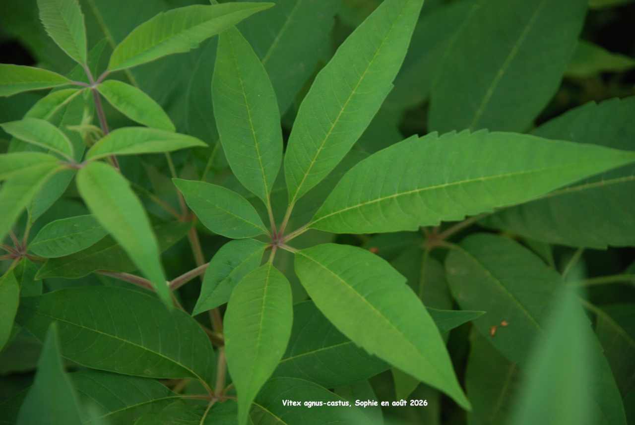 Vitex agnus-castus