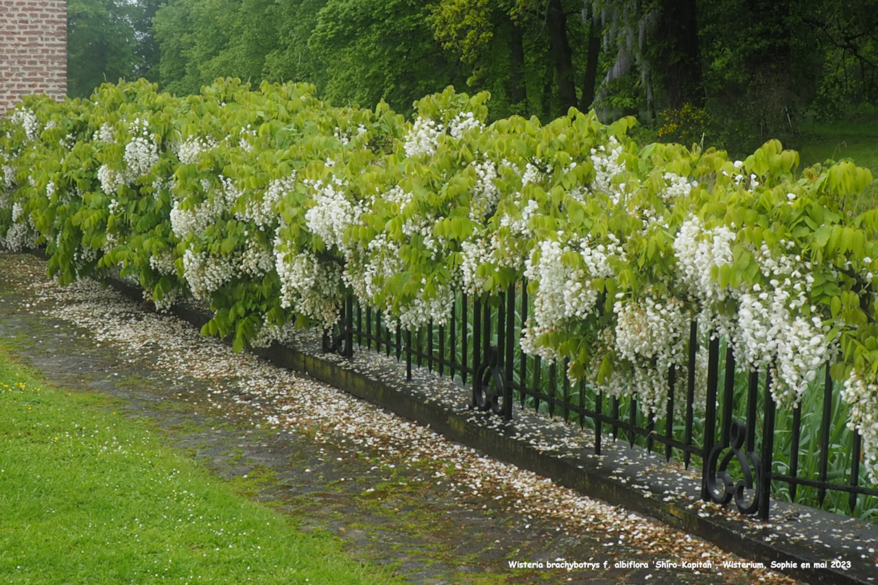 Wisteria brachybotrys f. albiflora 'Shiro-Kapitan