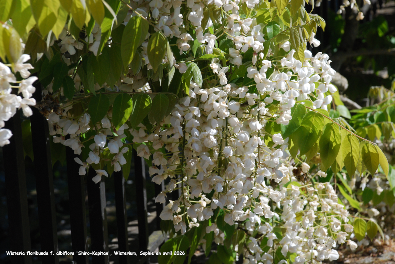 Wisteria brachybotrys f. albiflora 'Shiro-Kapitan