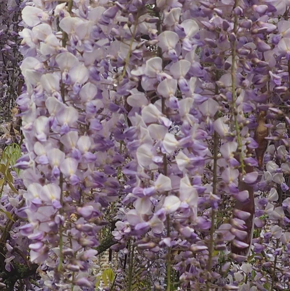 Wisteria floribunda 'Harlequin'