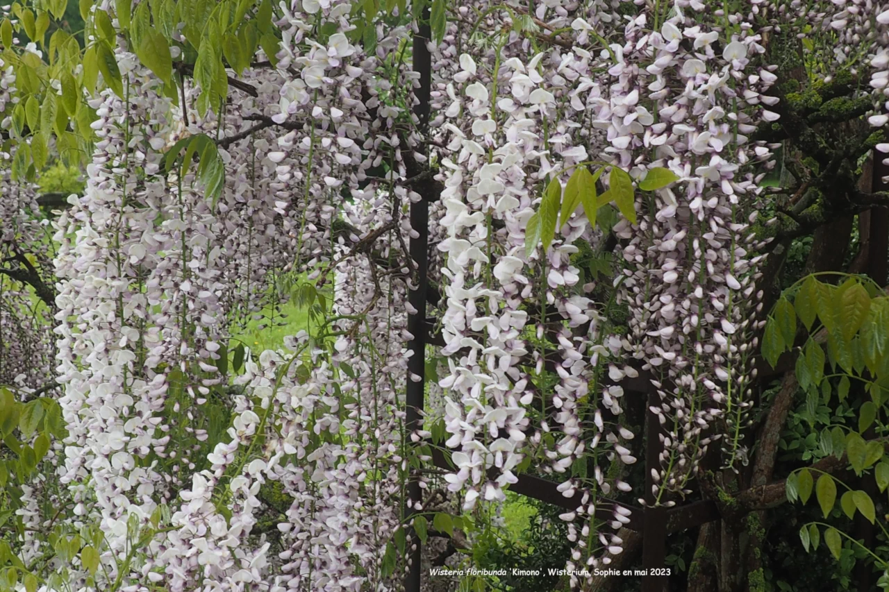Wisteria floribunda 'Kimono'