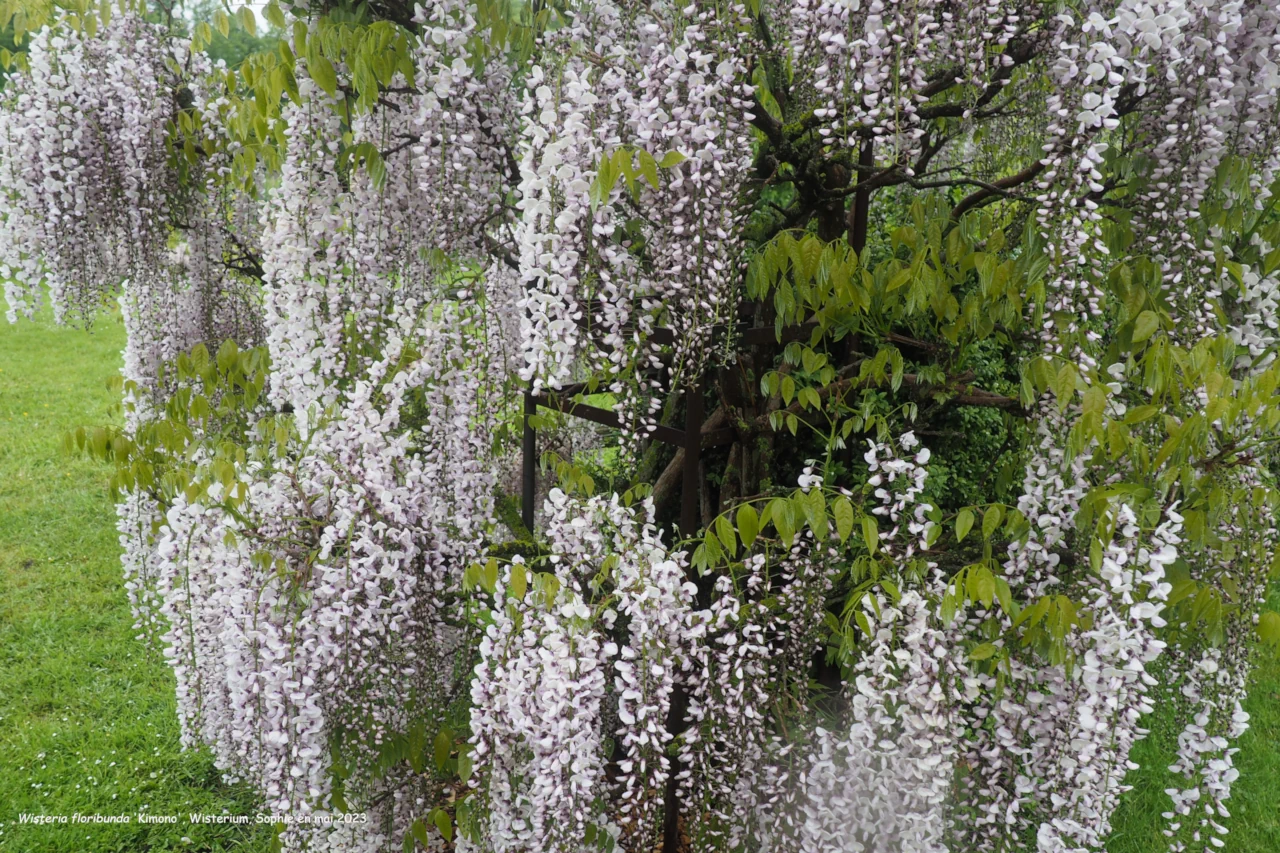 Wisteria floribunda 'Kimono'