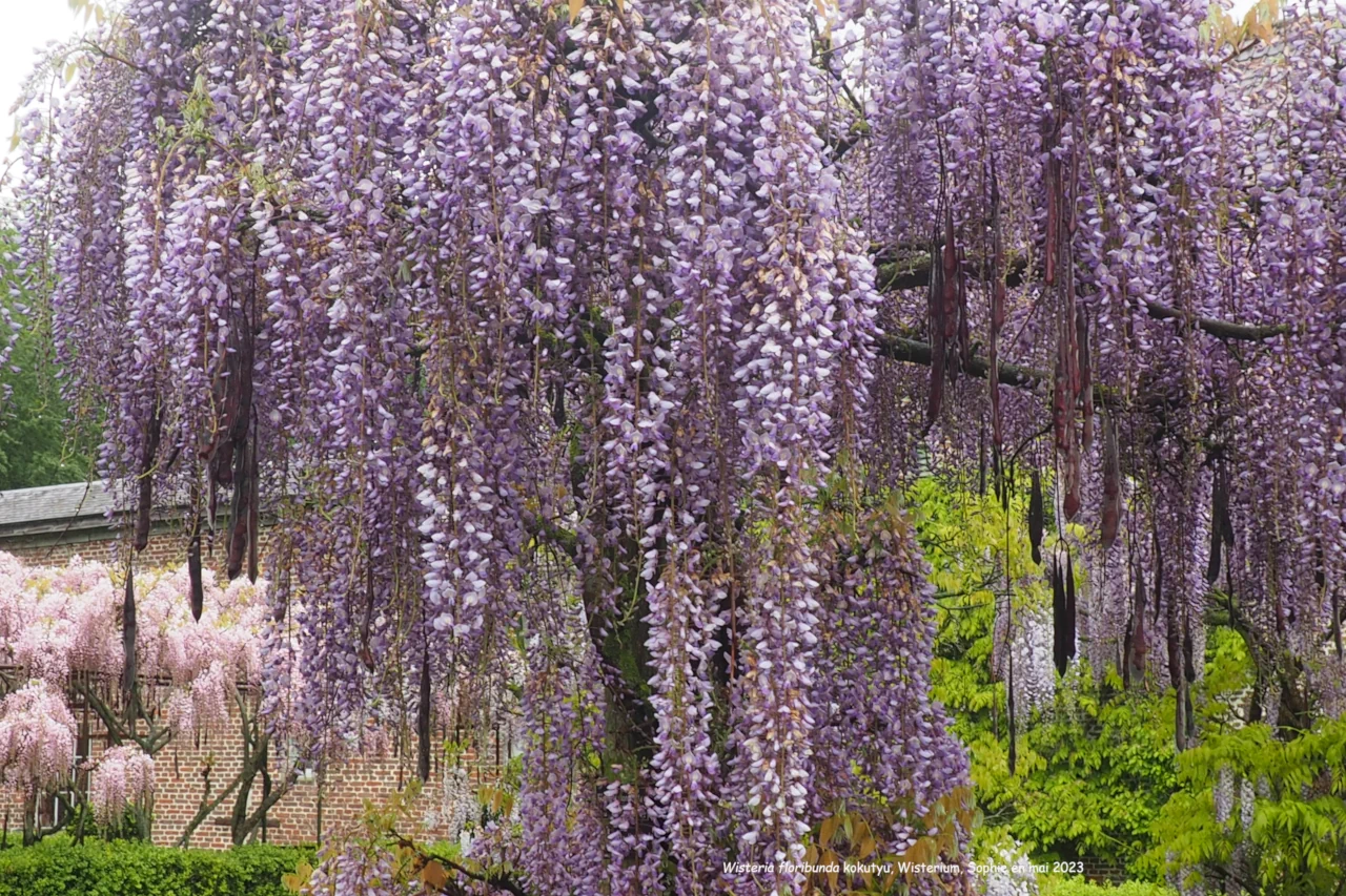 Wisteria floribunda 'Harlequin'