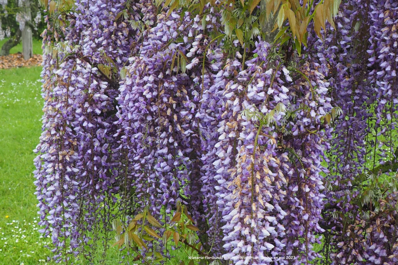 Wisteria floribunda 'Harlequin'