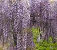Wisteria floribunda 'Kokuryu'