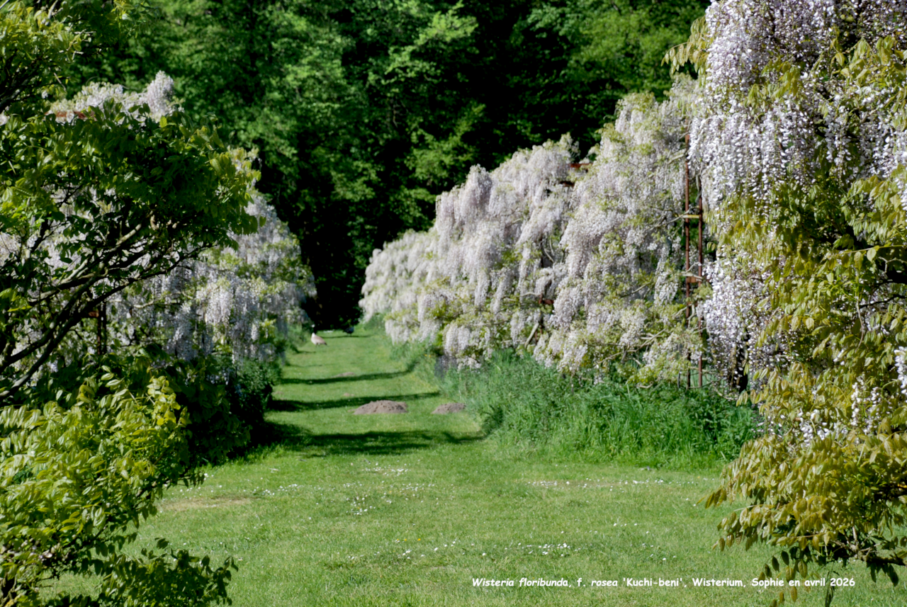 Wisteria floribunda 'Kushi-beni'