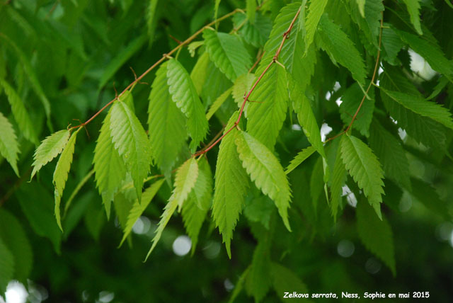 Zelkova serrata