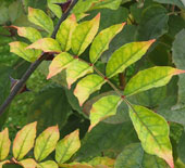 Zanthoxylum simulans