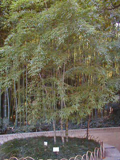 bambou étrange