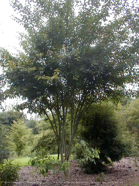 Acer davidii 'George Forrest'